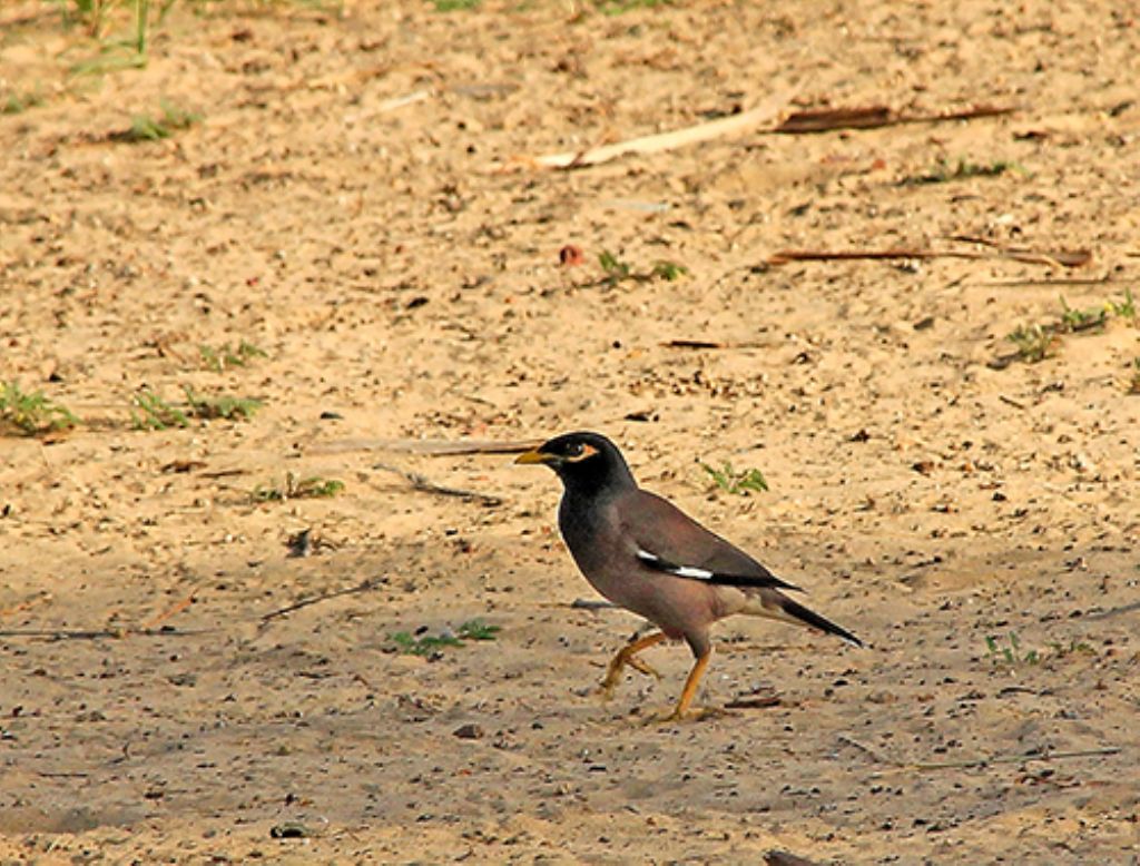 id uccelli Dubai: Acridotheres tristis  (Common Myna).